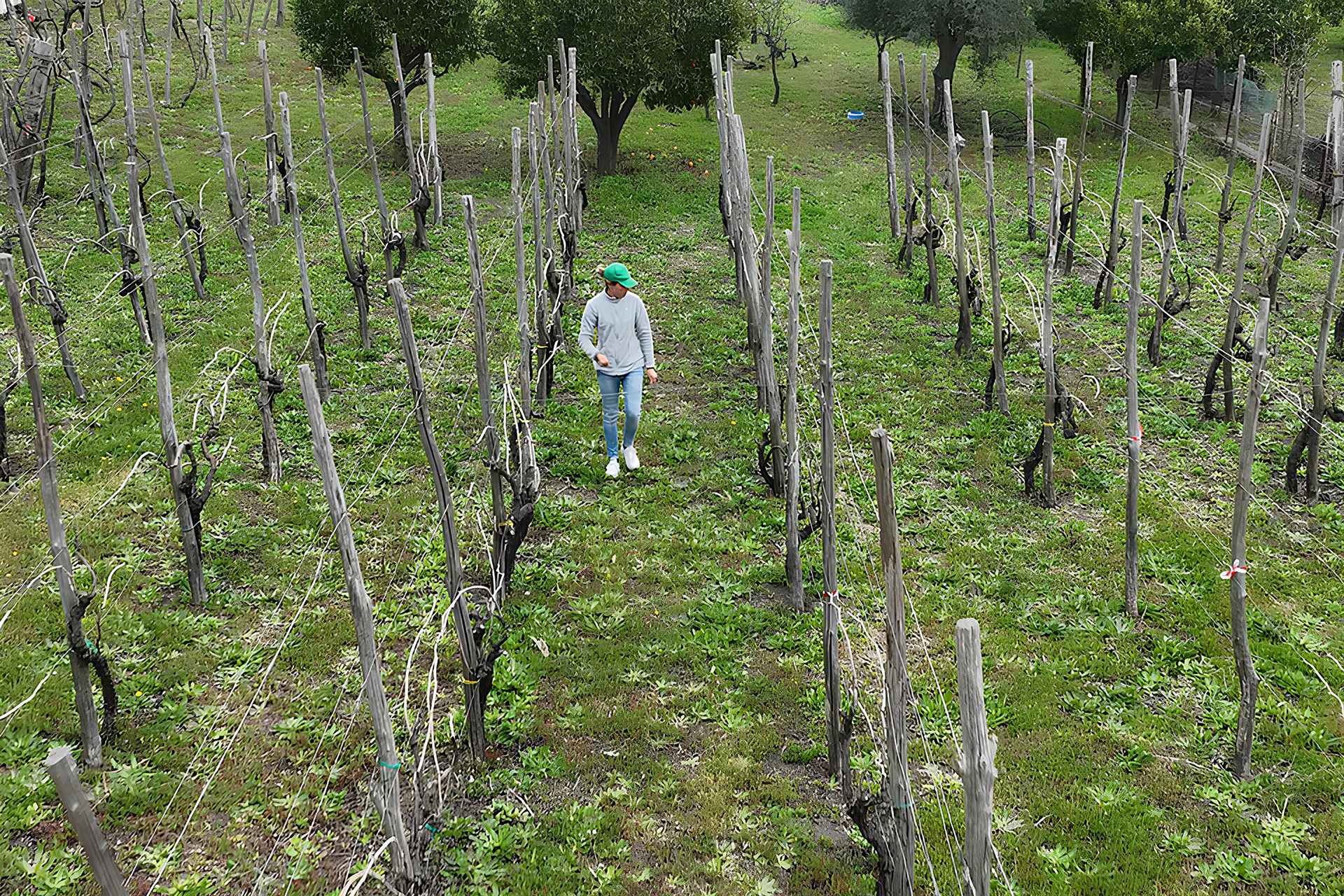Il Vino